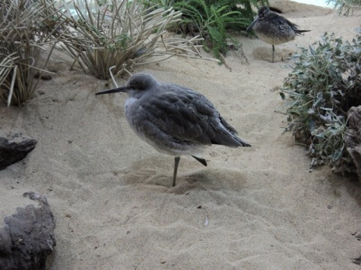 Beach Bird Exhibit