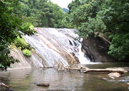 Dhoni falls