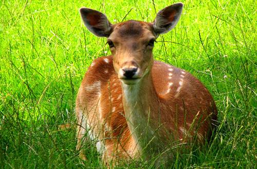 Deer on Hampstead Heath