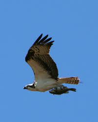 Osprey  in flight carrying a good size fish