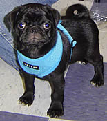 Buddy in the Sky Blue Soft Harness.