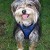 Spike in Navy Puppia Soft Harness
