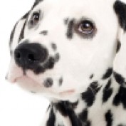 ftworthroofer profile image