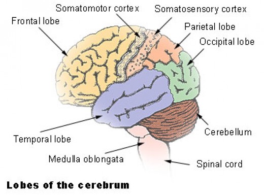 Anatomy, Names And Function Of Cerebral Cortex Areas | HubPages