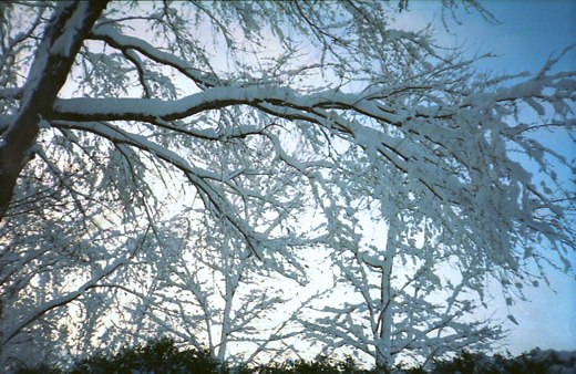 Snow-covered trees