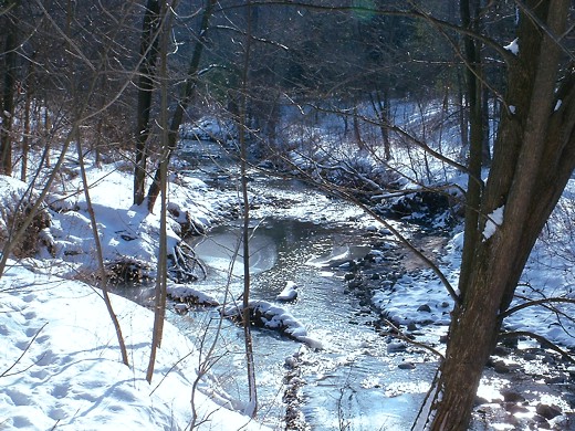 Winter in the woods