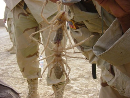 Though at first glance, these camel spiders appear huge, upon closer inspection it is clearly an optical illusion caused by their closeness to the camera. (Note the cuff of the uniform's relative size next to the spiders.)