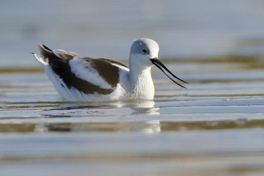 Avocet