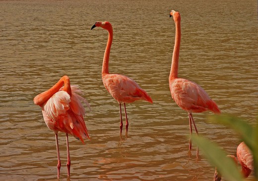 Flamingos