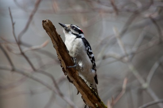 Woodpecker