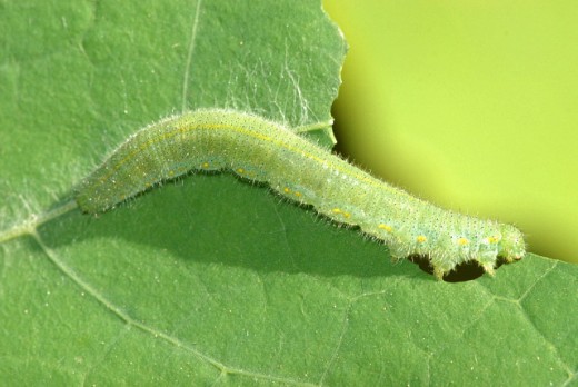 Imported cabbageworm