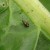 Striped cabbage flea beetle