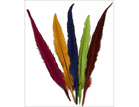 Beautiful Tall Feathers