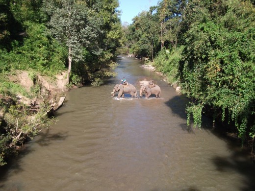 Elephants in Chiang Mai, Thailand