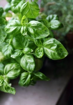 Basil: Legends, Varieties and Uses