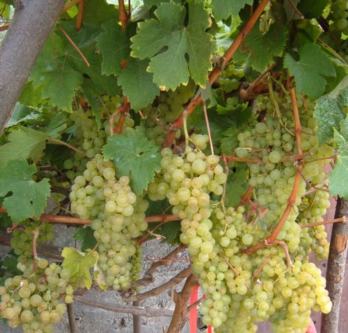 Grapes