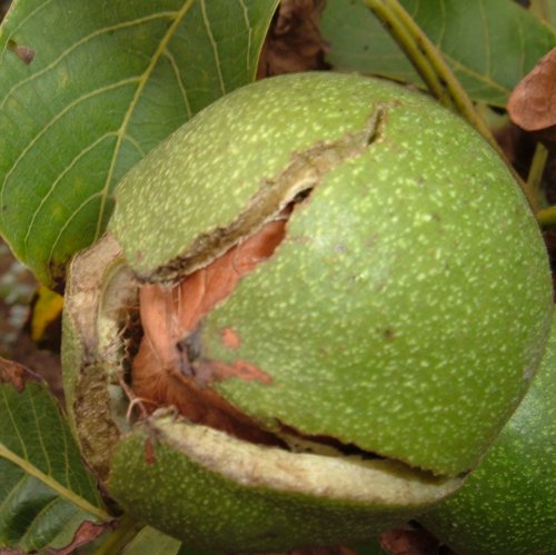 Walnut