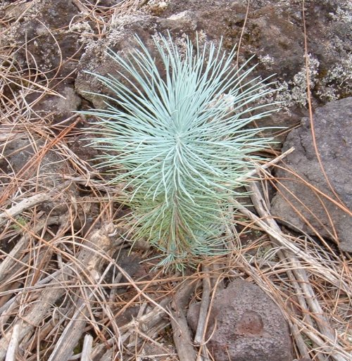 Baby Canary pine tree