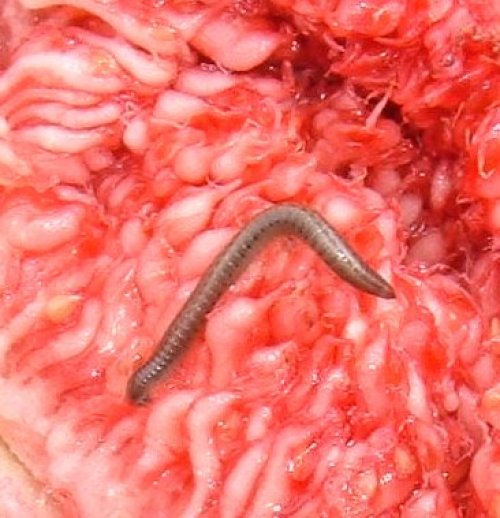Milipede in fig
