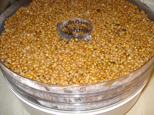 Drying the wheat