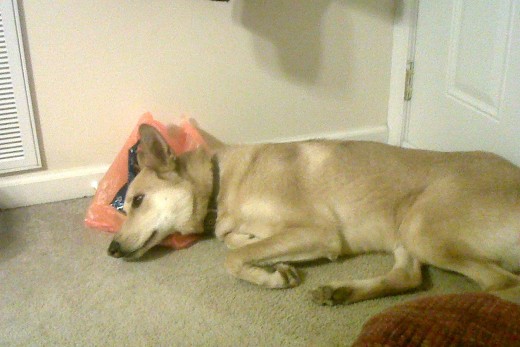 Busa must have been depressed because the snow was keeping her inside, so she curled up in the corner with a book...the new phone book and took a nap.