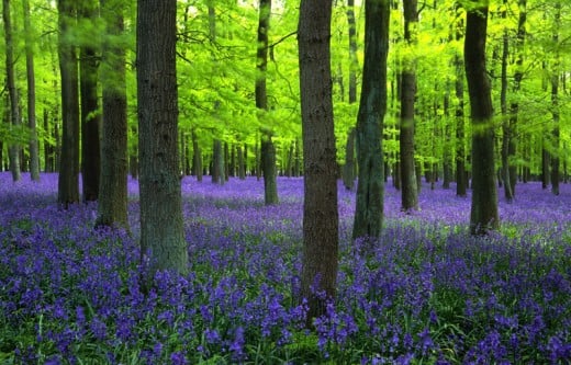 Blue Bell Woods