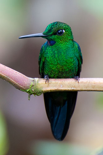 Green-crowned Brilliant