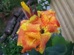 Canna Lily as Pond Filters