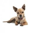 Why Heartworm Prevention For Dogs Is So Vital