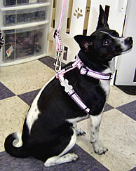 Cookie in the Red Dingo Reflective Harness