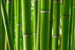 The Bamboo Plant