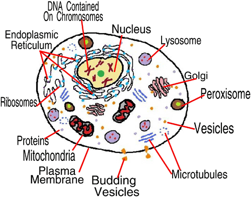 A simple cell. DNA is inside the chromosomes... Chromosomes are territorial and where they are located within the cell influences how the cell functions...