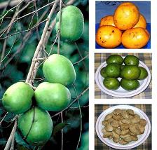 Irvingia tree, fruit, and nuts