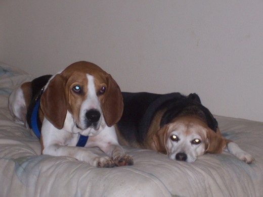 Our two hounds, Honker and Brandy, are part of our pack--our family.