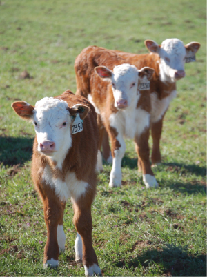 Calves on an organic farm.  A far cry from the factory farms which most of our meat comes from.