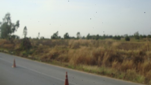Scenery with dry looking foliage.