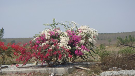 Boganvilla flower/tree/bush