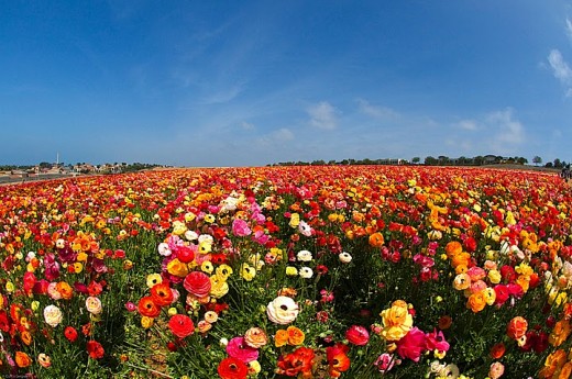 Love your flowers kill your weeds