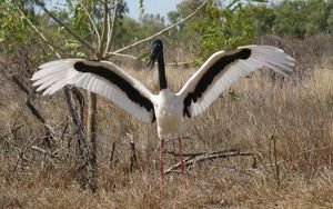 A jabiru - in flight, from a distance, they resemble pteredactyls - seriously!