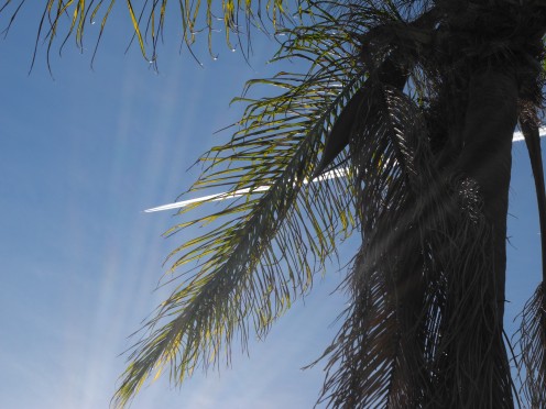 Chemtrail painting the sky behind this beautiful palm tree.