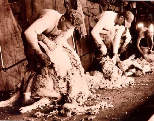 Shearing sheep