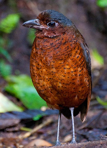 Giant Antpitta (Grallaria gigantea)