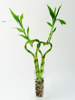 The Lucky bamboo plant