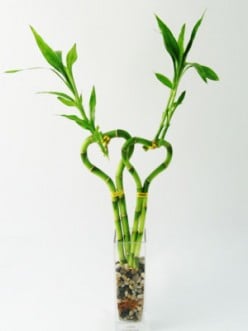 What is Lucky Bamboo