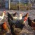 We keep our own hens