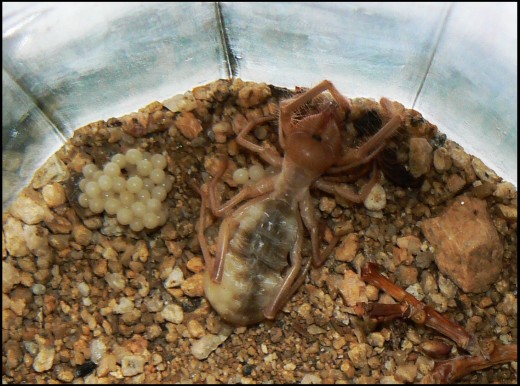 Camel Spider