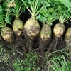 The Humble Rutabaga - History, Nutrition, Basic Easy Recipe