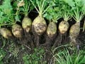 The Humble Rutabaga - History, Nutrition, Basic Easy Recipe