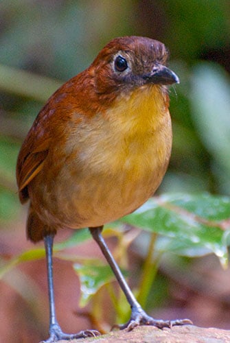 Yellow-breasted Antpitta (Grallaria flavotincta)