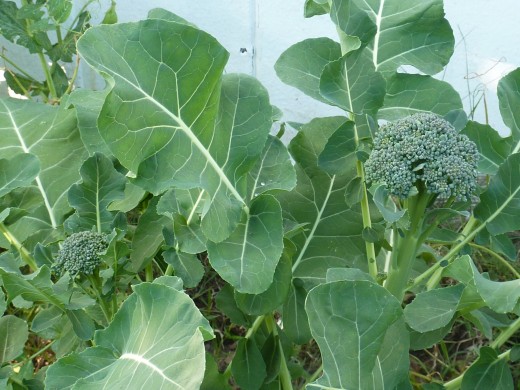 home grown broccoli